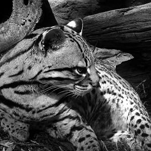 Ocelot