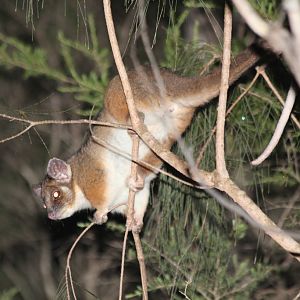 Common Ringtail Possum