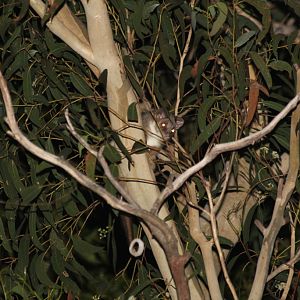 Common Ringtail Possum