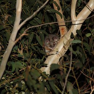 Common Ringtail Possum