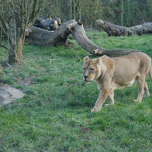 Cotswold (13/3/2013)