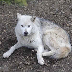 Cotswold (13/3/2013)