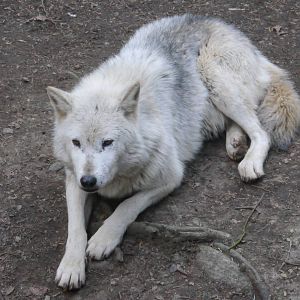 Cotswold (13/3/2013)