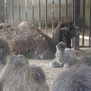 Cotswold (13/3/2013)