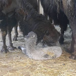 Cotswold (13/3/2013)