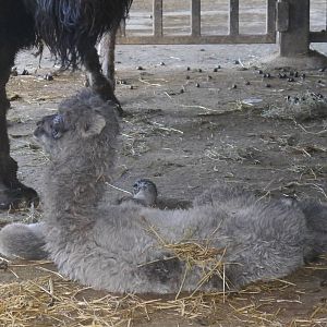 Cotswold (13/3/2013)