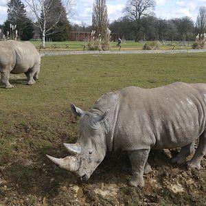 Cotswold (13/3/2013)