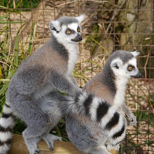 Cotswold (13/3/2013)