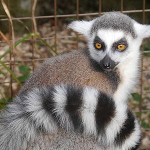 Cotswold (13/3/2013)