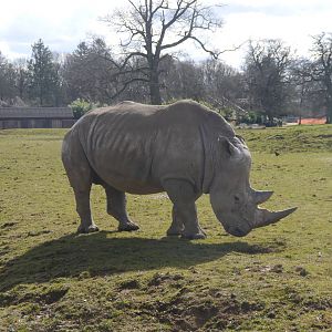 Cotswold (13/3/2013)