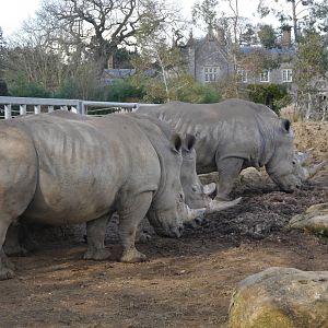 Cotswold (13/3/2013)