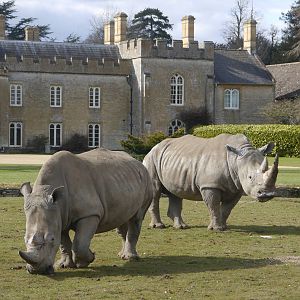 Cotswold (13/3/2013)