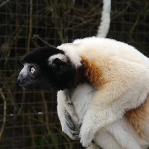 Cotswold (13/3/2013)