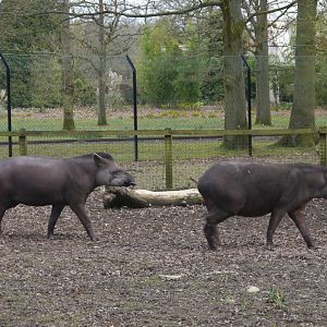 Cotswold (13/3/2013)