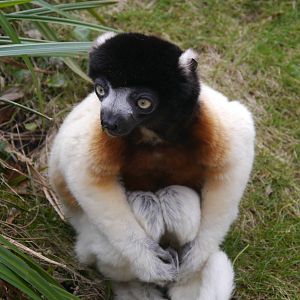 Cotswold (13/3/2013)