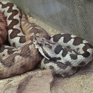 Vipera ammodytes