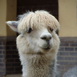 Lama guanicoe f.pacos