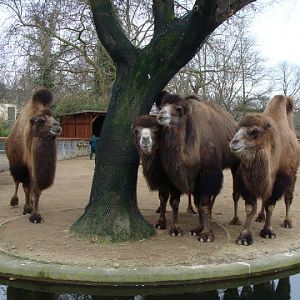 Camelus ferus f.bactrianus