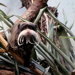 Saguinus imperator subgriscensis