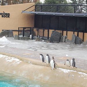 Penguins Rock