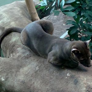 Fossa  - Cryptoprocta ferox