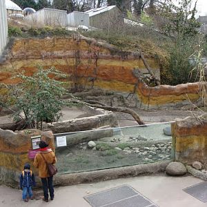 Paddock of Aonyx cinerea