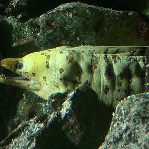 Gymnothorax fimbriarus