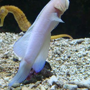 Opistognathus aurifrons