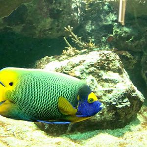 Euxiphipops xanthornetopon