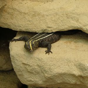 Platysaurus imperator