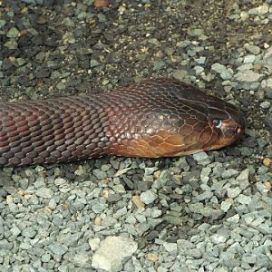 Naja mossambica pallida