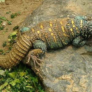 Uromastyx o.ornatus