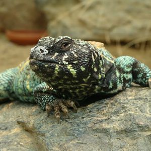 Uromastyx o.ornatus