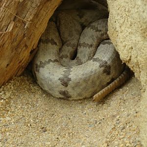 Crotalus lepidus klauberi