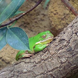 Litoria infrafrenata