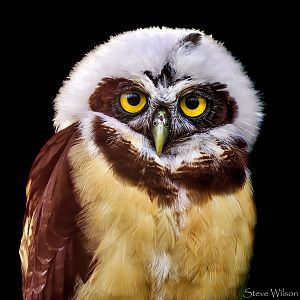 Spectacled Owl