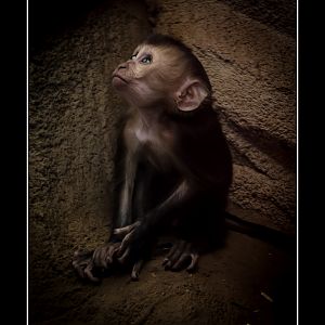 Baby Monkey