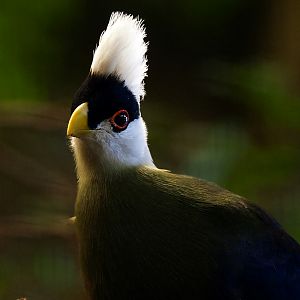 White crested Turaco