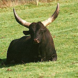 Ankole bull 25th September 1999