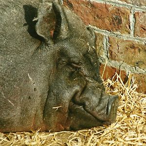 Vietnamese Pot-bellied Pig 25th September 1999