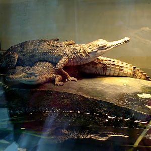 Crocodylus johnsoni