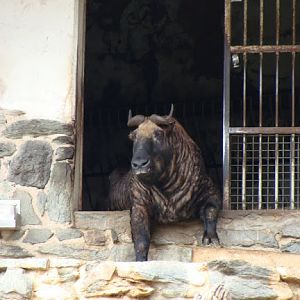 Budorcas taxicolor taxicolor