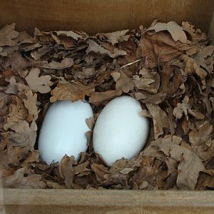 Eggs - Apteryx mantelli