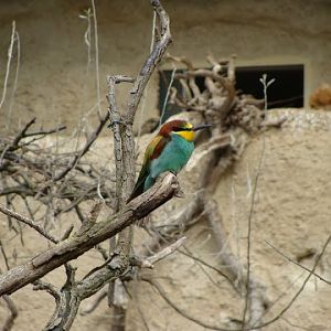 Merops apiaster