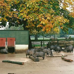 Collared Peccary exhibit 23rd October 1999