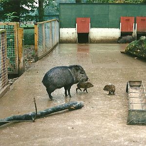Collared Peccary exhibit 23rd October 1999