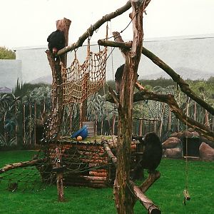 Chimpanzee exhibit 23rd October 1999