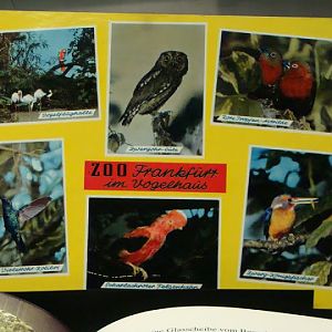 Postcard from the zoo