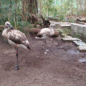 Phoecincopterus chilensis