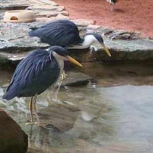Egretta picata